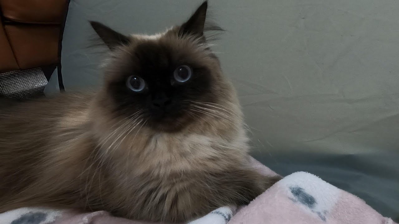 【猫】【ヒマラヤン】ニャンコたちに構ってもらえない私#猫　#cat