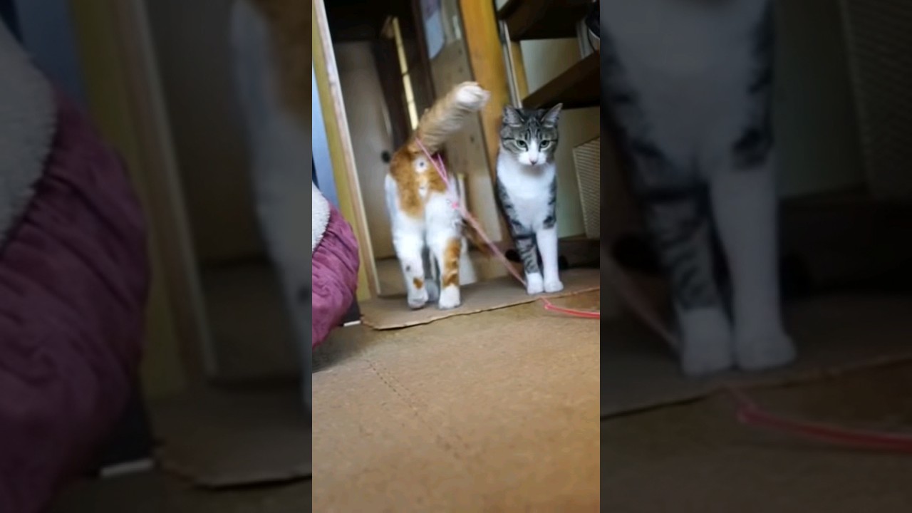 落とし物を届ける猫🐱 - Cats turn it in to the brown cat - #shorts #catvideos