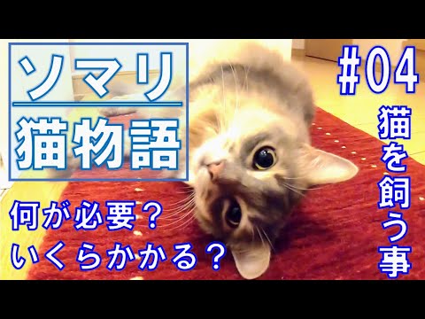 【ソマリ】猫を飼う為揃えたモノ…　#04猫を飼う事