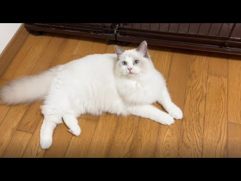 【ラグドール】よく食べよく眠り大きく育っています【お迎え募集中】