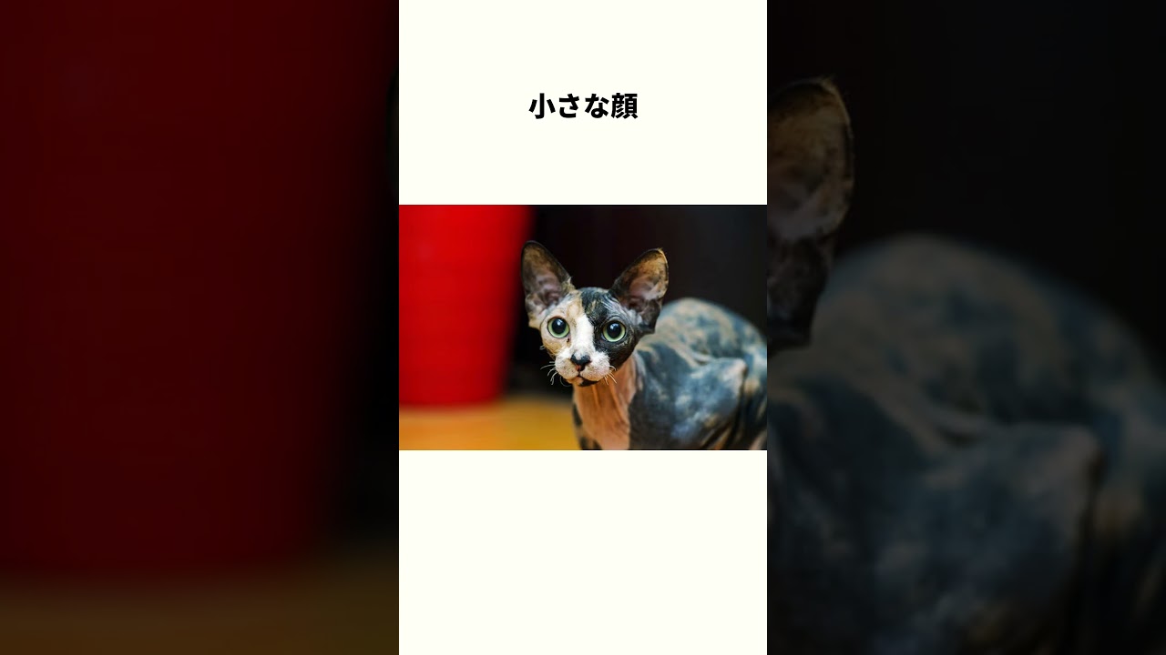 【激レア】あの有名映画のモデルになった猫『スフィンクス』に関する雑学#shorts