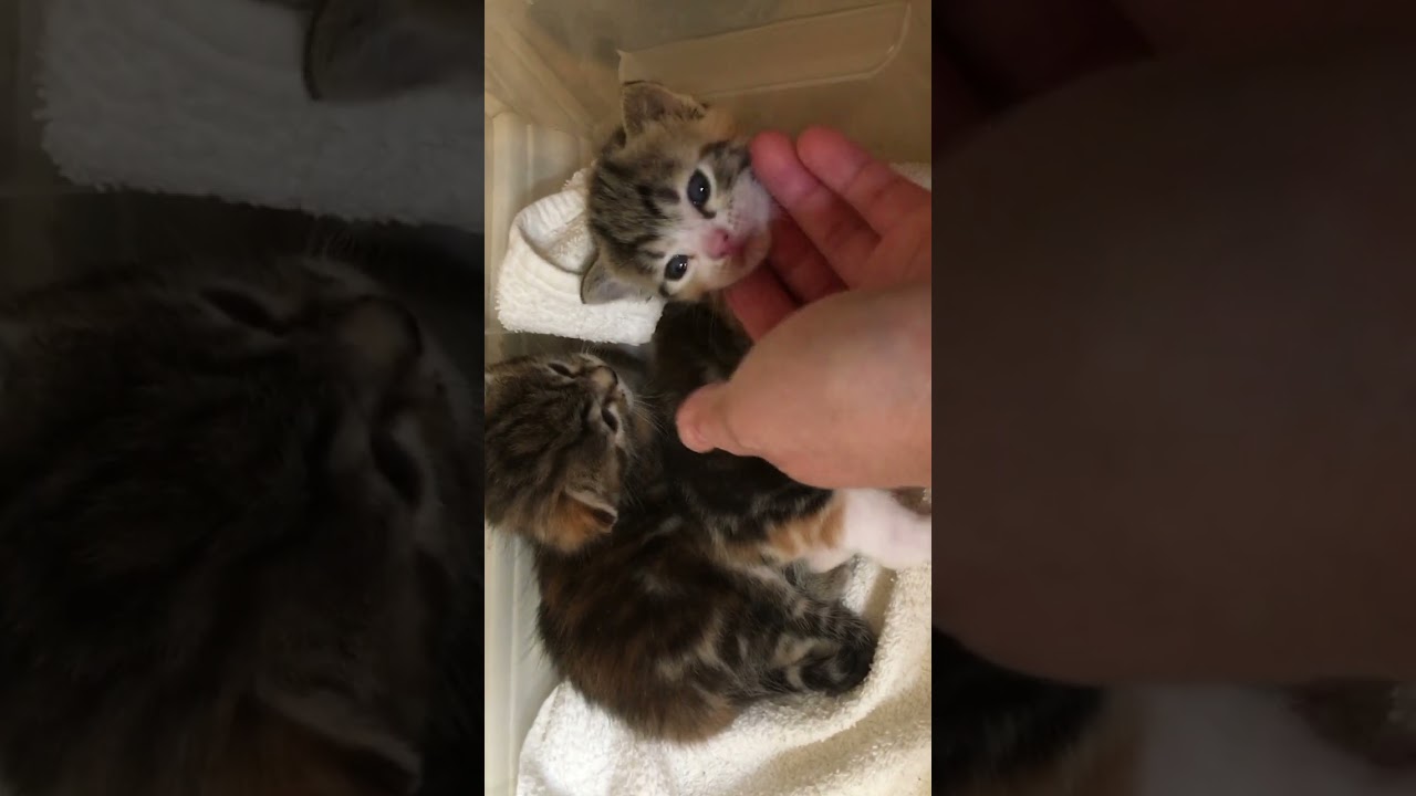 Two weeks old kittens while mom is eating 😻😸😺 #kittens #kitten #shorts #catlover #shortvideo #cute