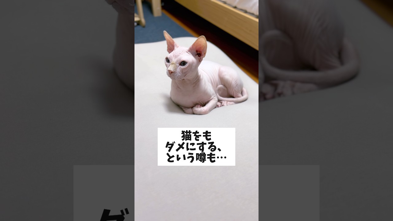 人だけでなく猫までもダメにするソファ #スフィンクス猫 #毛のない猫