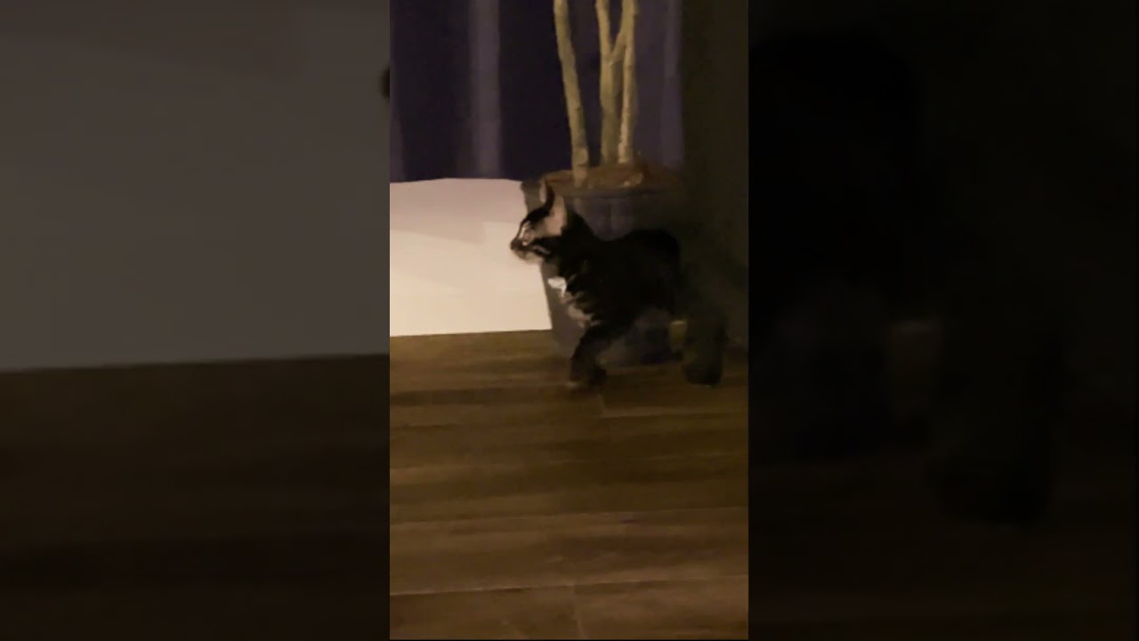 夜遊び子猫ルゥちゃん #ベンガル #子猫 #寝ない #shorts