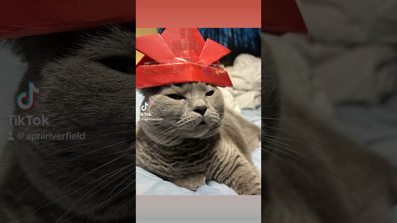 妙な貫禄だけがある猫              #japan #シャルトリュー #kawaii #猫のいる暮らし #cat #pets #猫#ねこ
