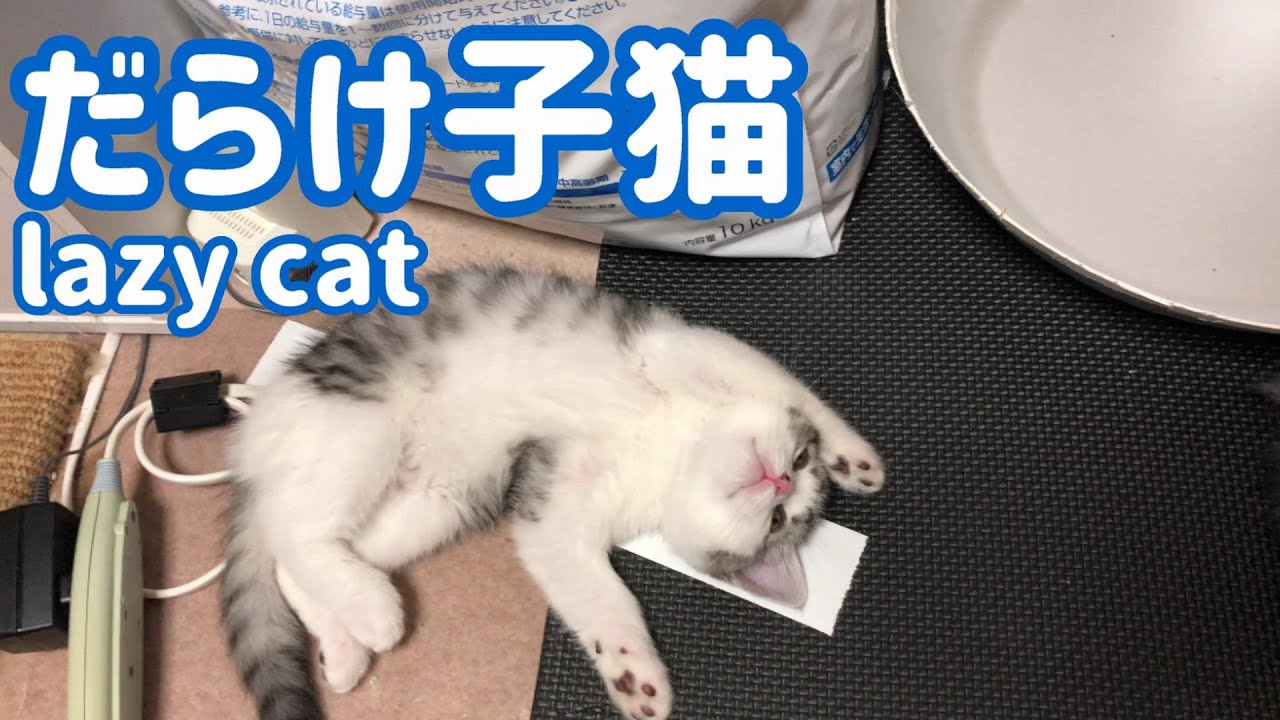 だらけ子猫 littered kittens #子猫 #スコティッシュフォールド