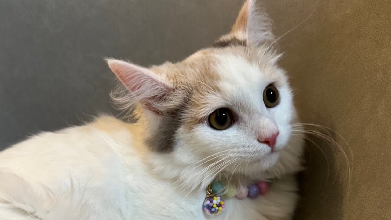 子猫におもちゃと首輪をプレゼントしたら首輪が嫌すぎて走り方が変になりましたｗ