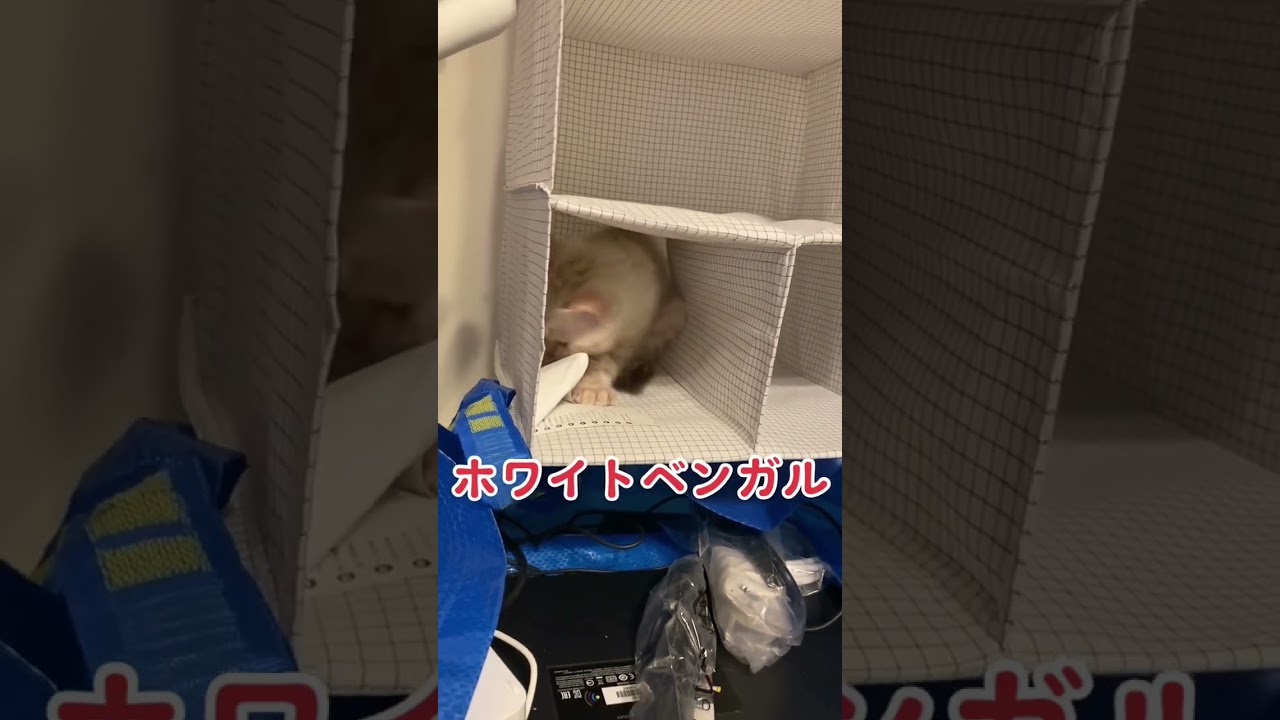 【子猫動画】ホワイトベンガル　生後3ヶ月半！　隙間に入る… #cat #bengalcat ベンガル猫