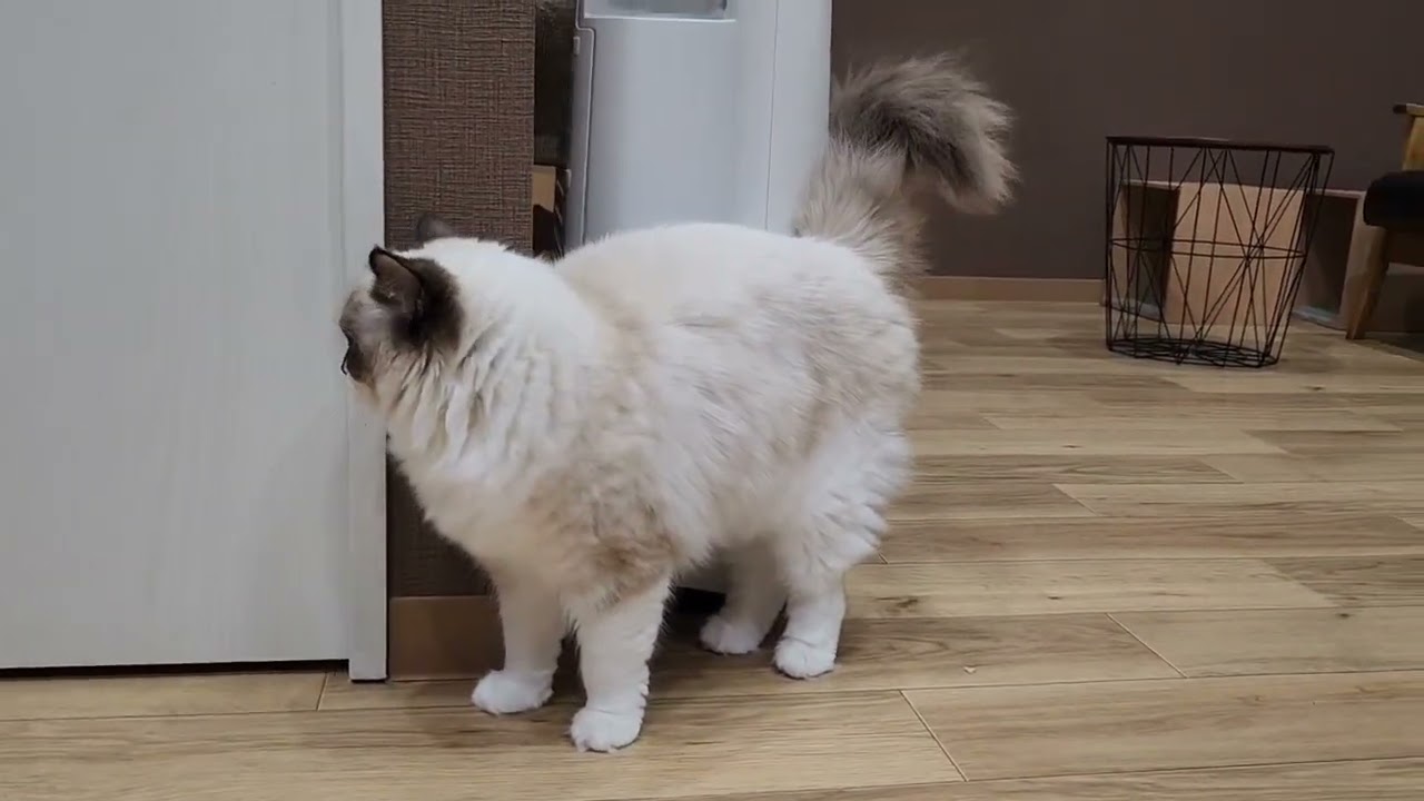 Coo&RIKU　No00630406ラグドール