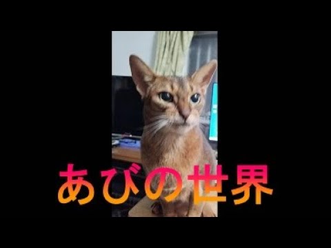 ネコ動画あび＃2574　あびの毎日　アビシニアン　あび