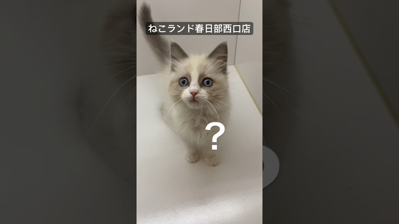【子猫販売】 #ラグドール #子猫 #ねこランド  #春日部
