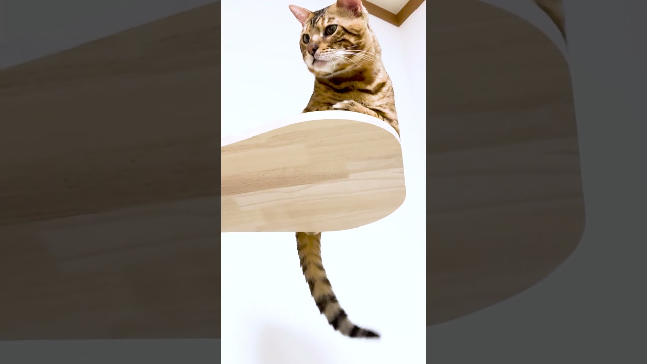 アレがはみ出ちゃうベンガル猫 #shorts #ベンガル #猫