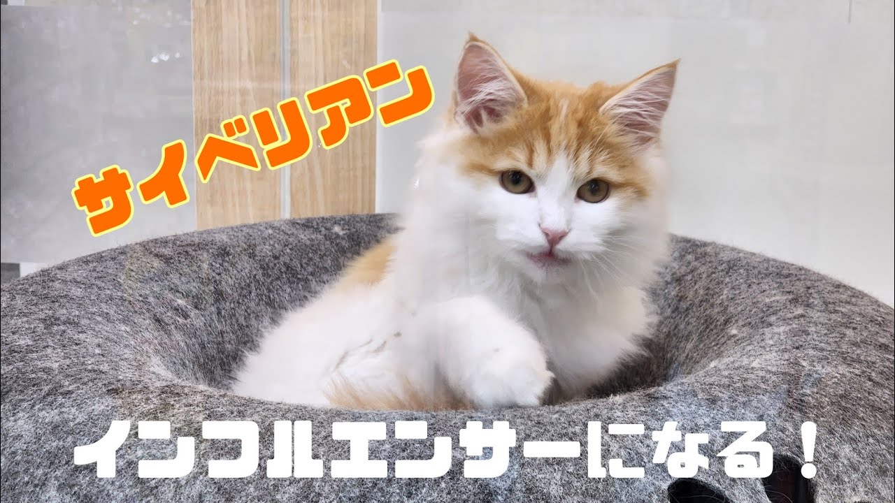 【サイベリアン】インフルエンサーになる！