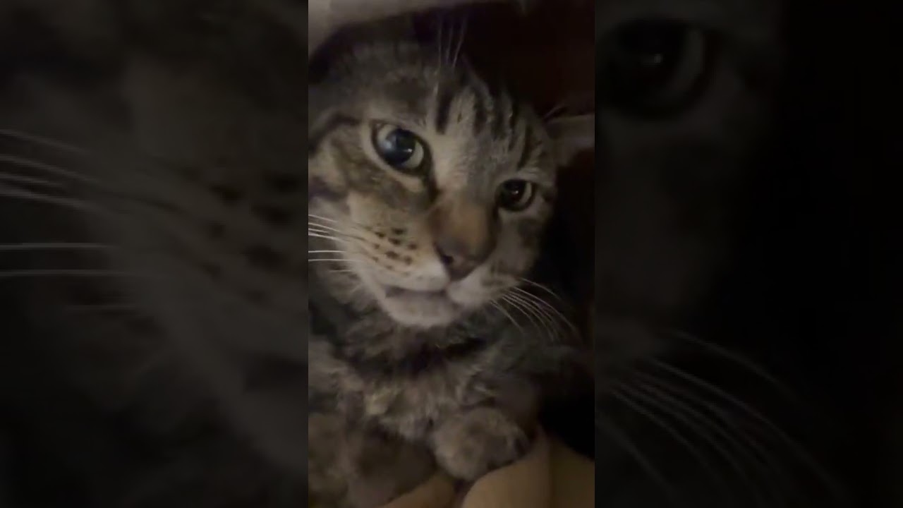 ピーポー…またね！