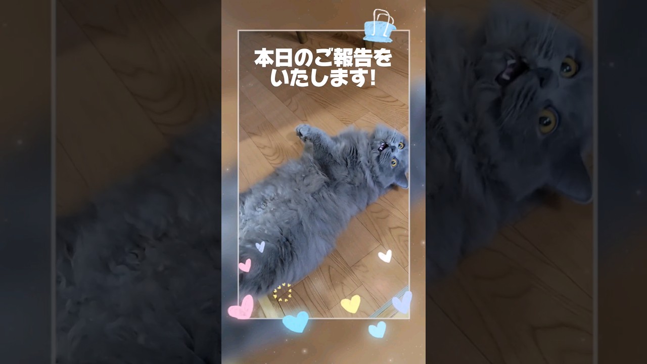 本日のご報告をいたします。【サイベリアン・キキのKIKICHANNEL】#サイベリアン #猫 #shorts