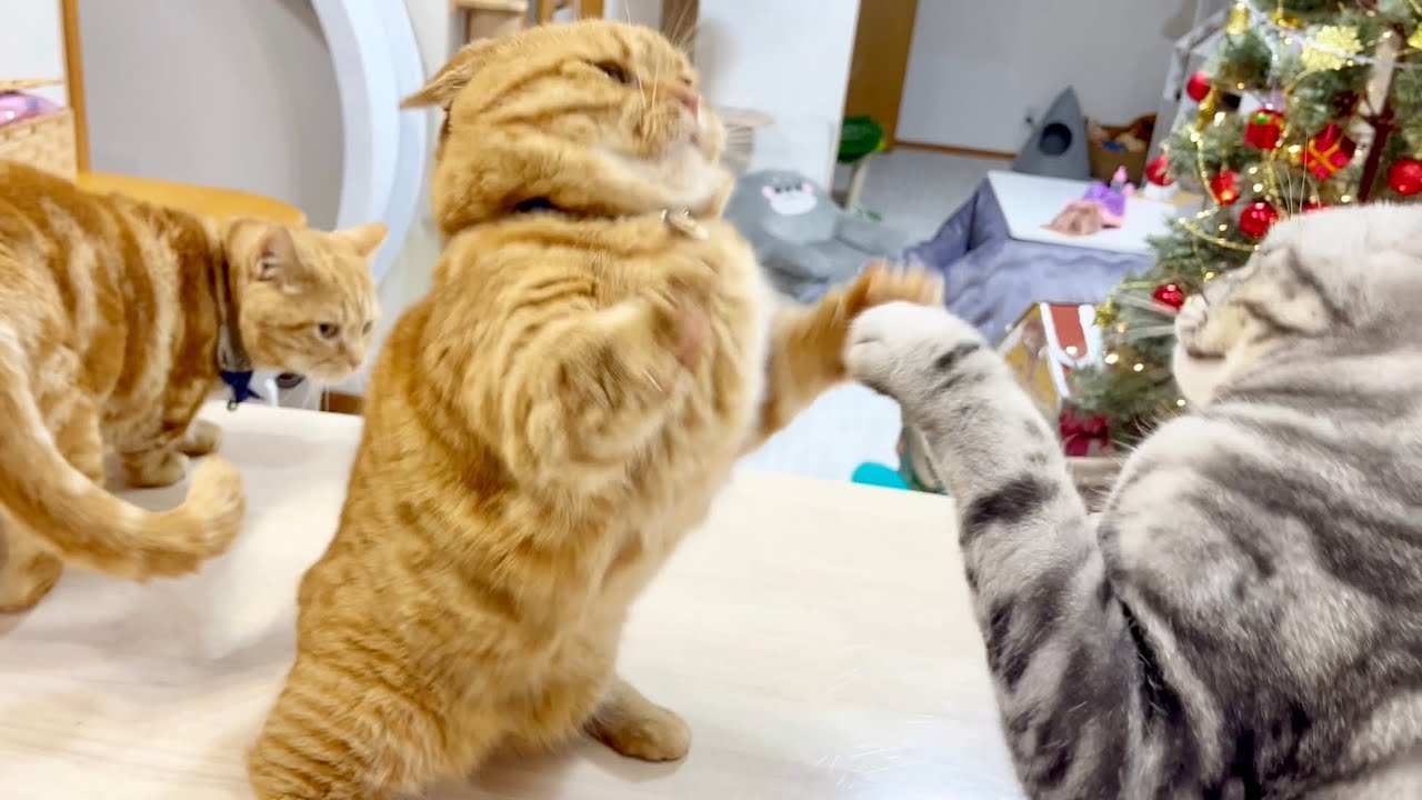 茶々パパのちょっかいを優しくいなすクロくん #猫 #マンチカン