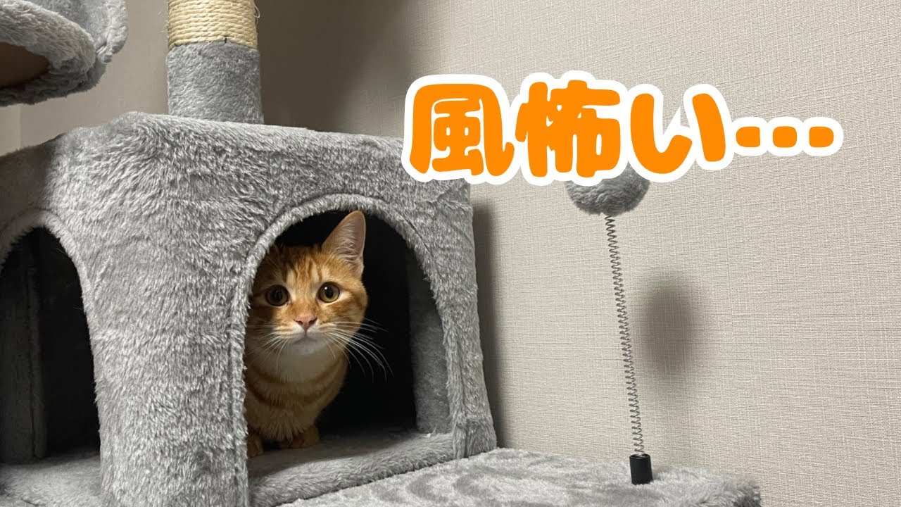 【保護猫】子猫が風の音に怯えていました