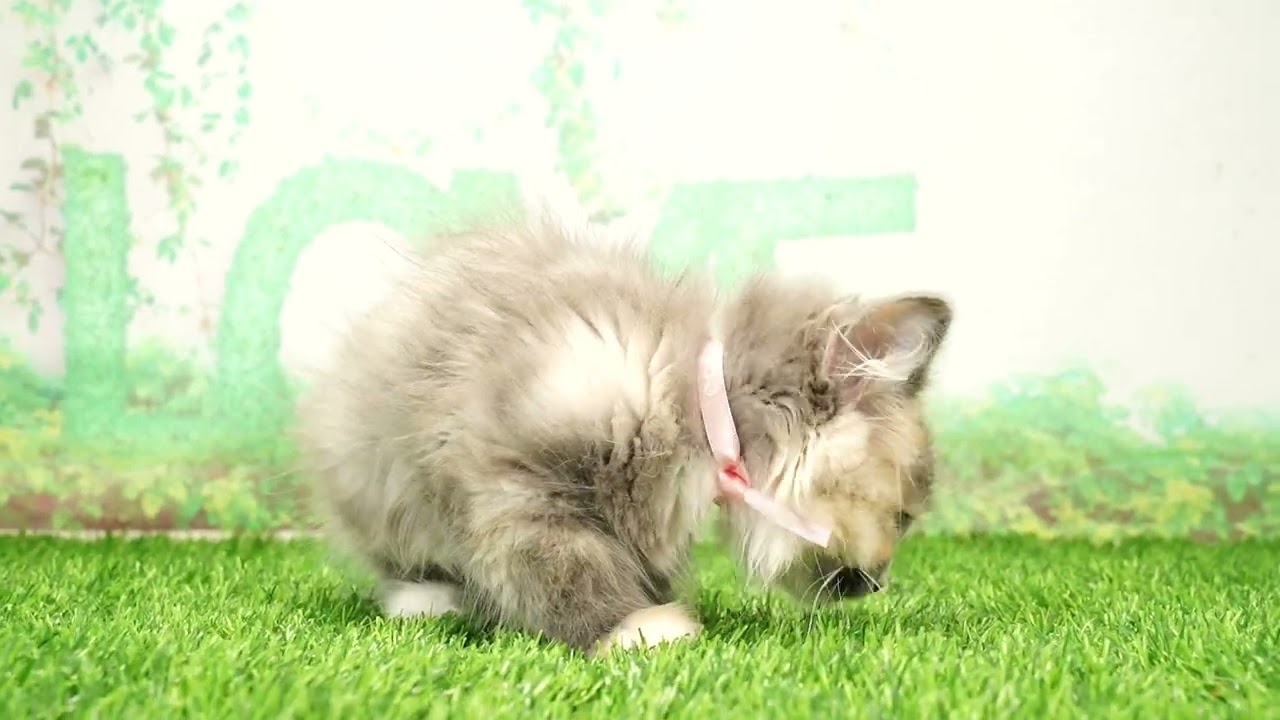 Coo&RIKU　No657596　ラガマフィン