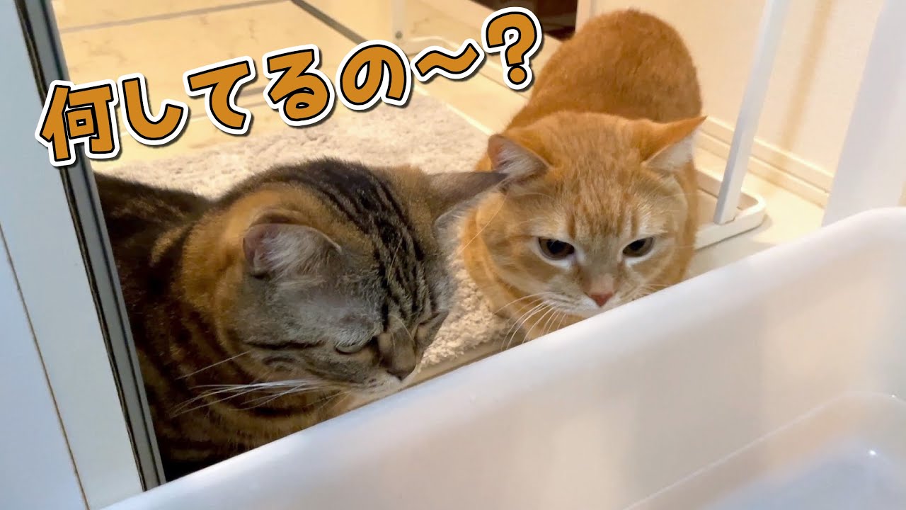 トイレを掃除してたら愛猫がお手伝いしに来てくれました…！？