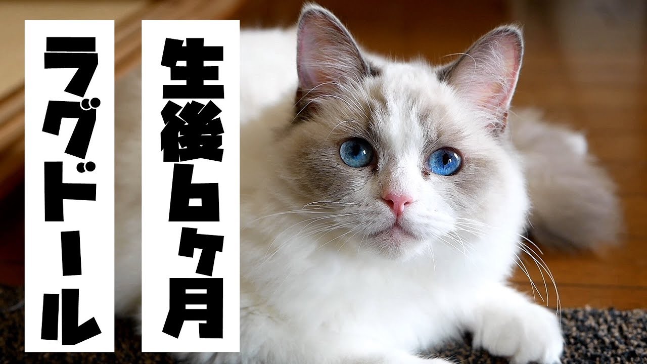 【子猫？】生後6ヶ月、のんちゃんの日常【ラグドール】