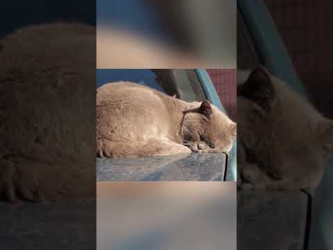 Brown cat | JUST RELAX | #justrelax #brown #cat#animal #shorts #shortvideo #cute #pet #youtubeshorts