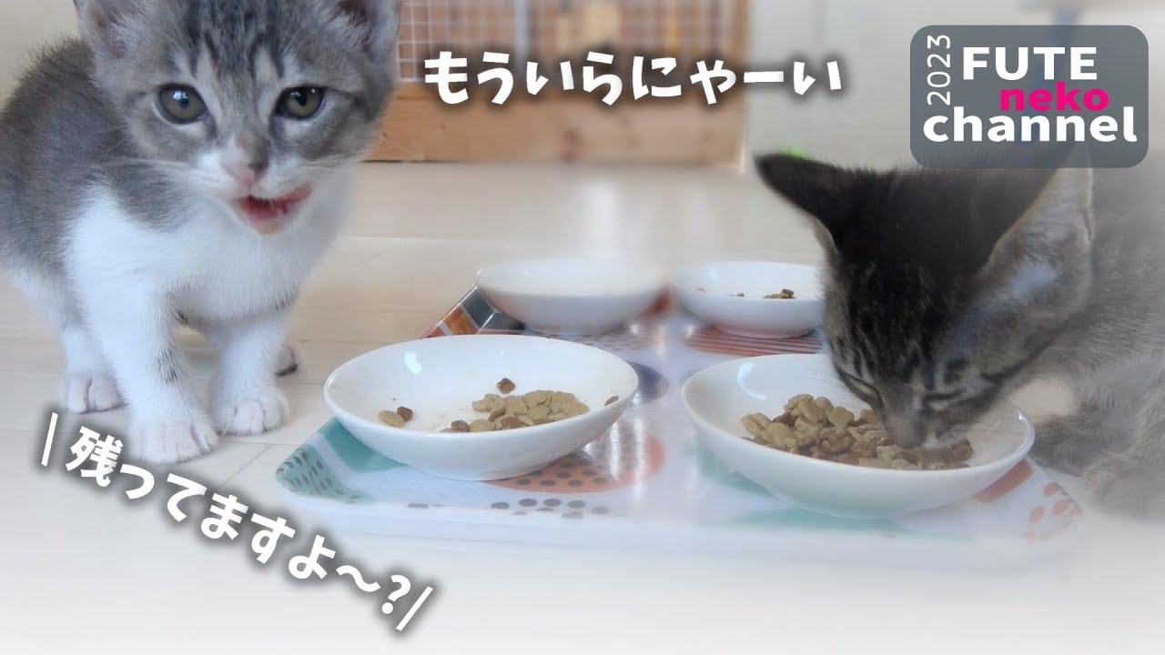 子猫がご飯を残すようになってしまいました【保護子猫】