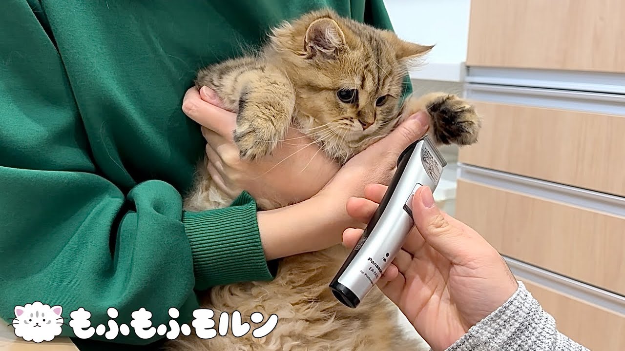 子猫がはじめての足裏バリカンに挑戦します 【サイベリアン】