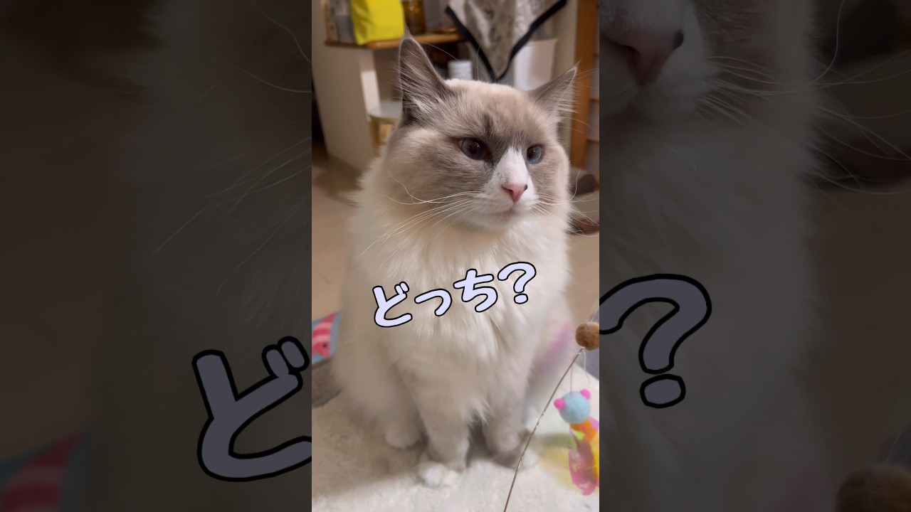 何かを訴えているまな猫 #shorts #猫 #アビシニアン #cat #まな猫