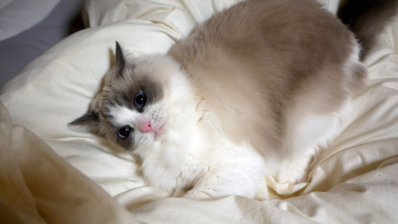 おやつを食べたら元気が出て必死で布団を掘り始めたラグドールのんちゃん