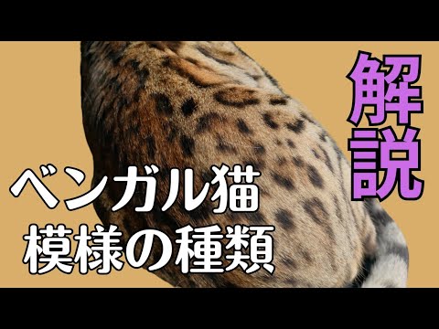 ベンガル猫の柄　ロゼット模様　解説