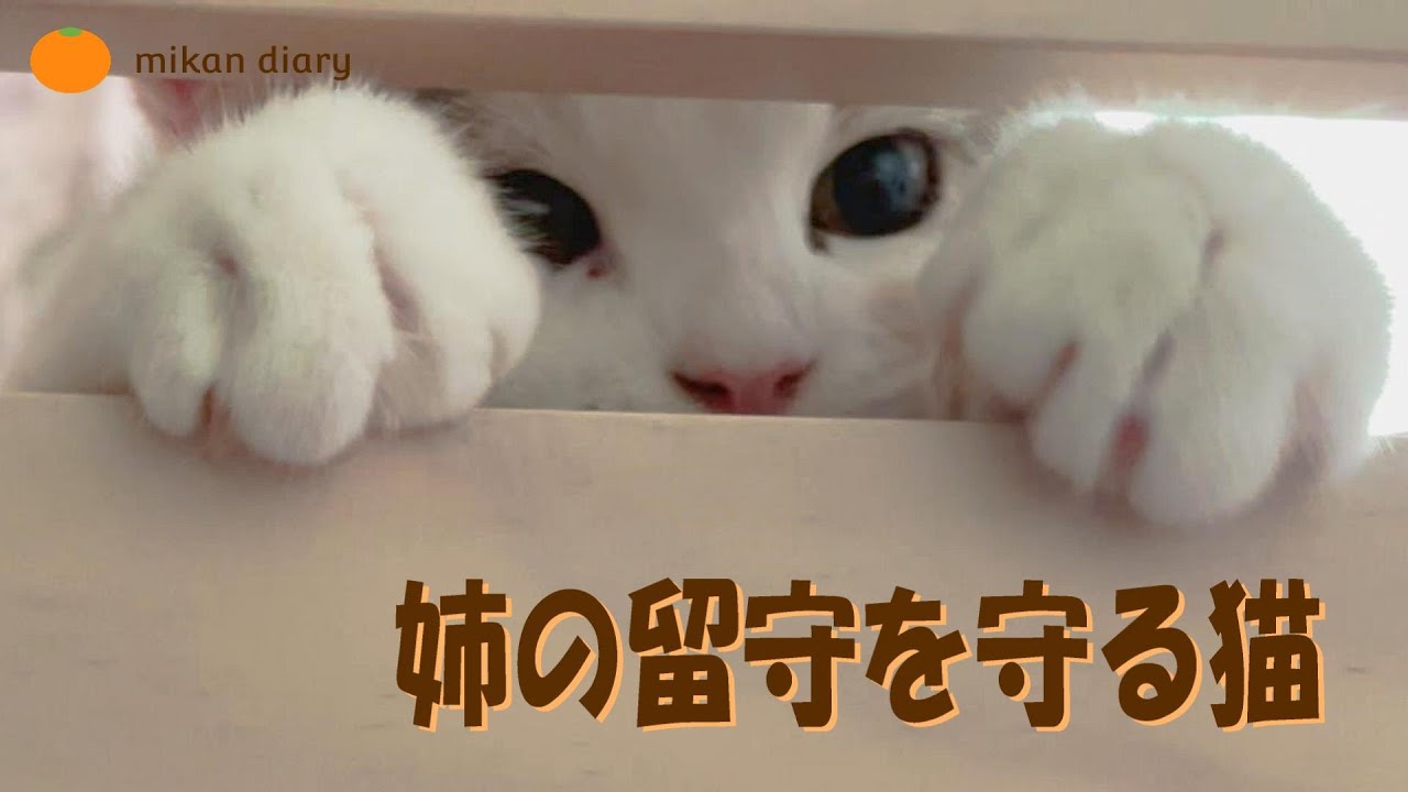 【スコティッシュフォールド】姉の留守を守る猫