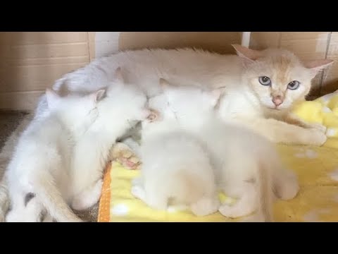 遊んだ後は母の元へ戻っていく子猫たち