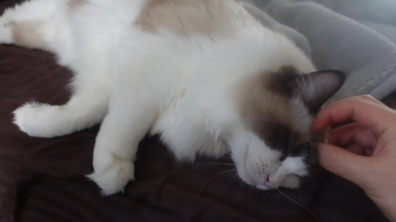 【ラグドール】ベッドでリラックス中の猫がこちら