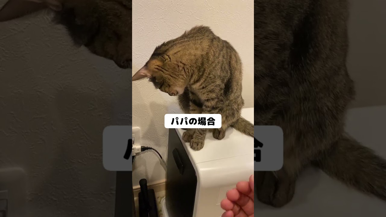 パパとママでお手をした時の対応が違い過ぎる猫ｗ  #Shorts