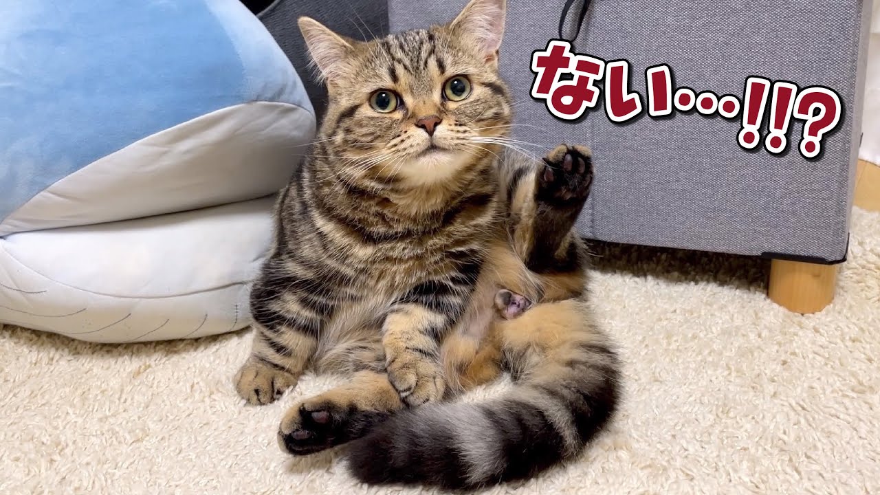 去勢後にゃんたまが無くなったことに気付いた猫の反応が可愛い！笑