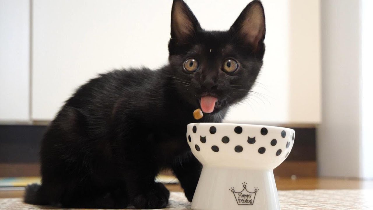 これ嫌い！子猫がご飯をポイっと吐き出す【赤ちゃん猫　保護猫】
