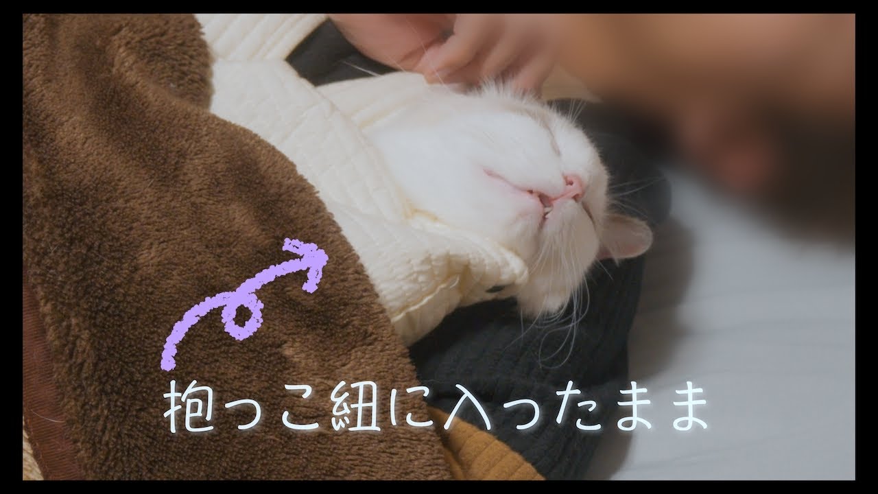夜は一緒に添い寝してくれるラグドール　#猫 #ラグドール #ragdollcat