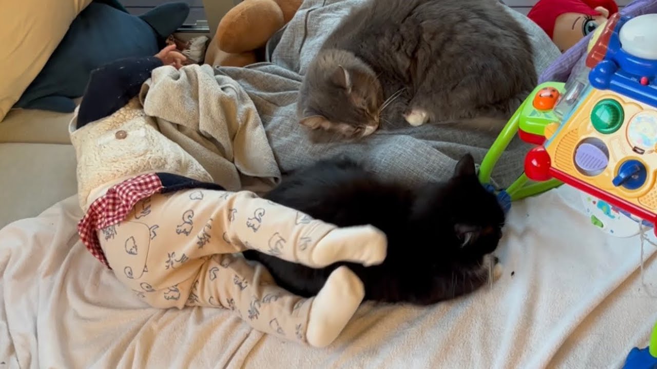 子供達を動物好きにさせる猫　ノルウェージャンフォレストキャット&ラガマフィン　Cats that make kids love animals