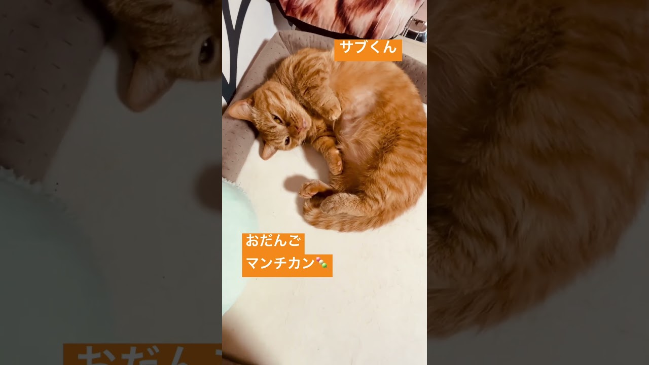 お団子マンチカン🍡⁉️ サブくん💕　#マンチカン #shorts #short #munchkin #cat #cats #shortvideo #shortcat