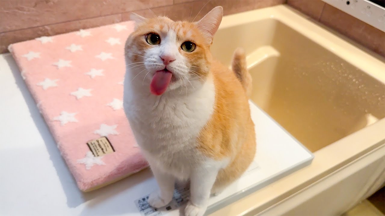 猫の口からヘ舌がびろ〜〜〜んって飛び出しちゃった…