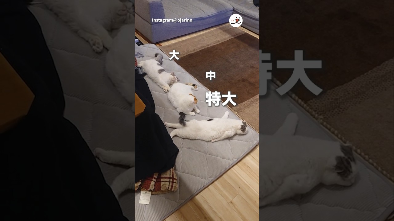 リラックス姿にも個性が表れます｜PECO #スコティッシュフォールド #猫 #愛猫家 #猫のいる暮らし  #scottishfold #cat #catlover #catlife