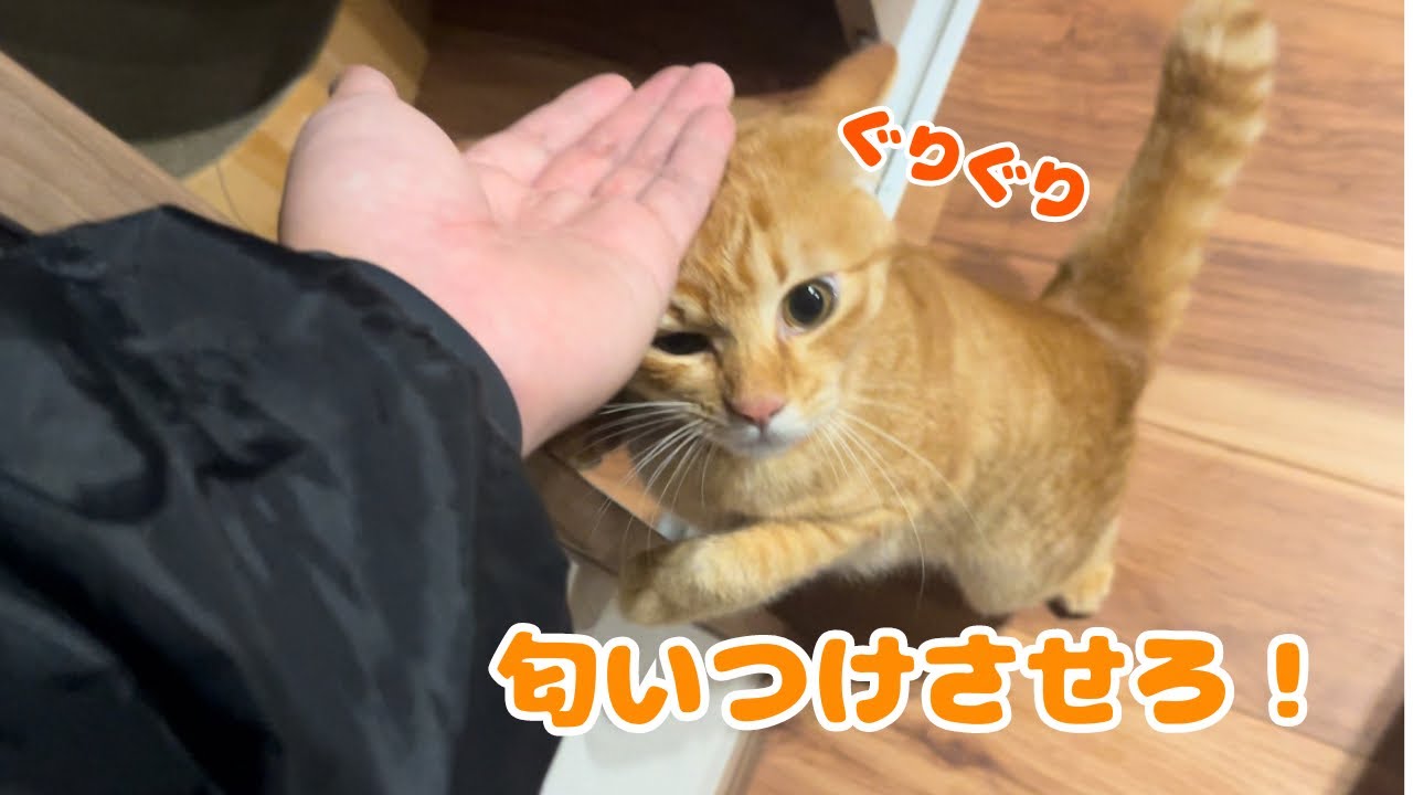 【保護猫】子猫が必死に匂いをつけてくる姿が可愛すぎましたwww