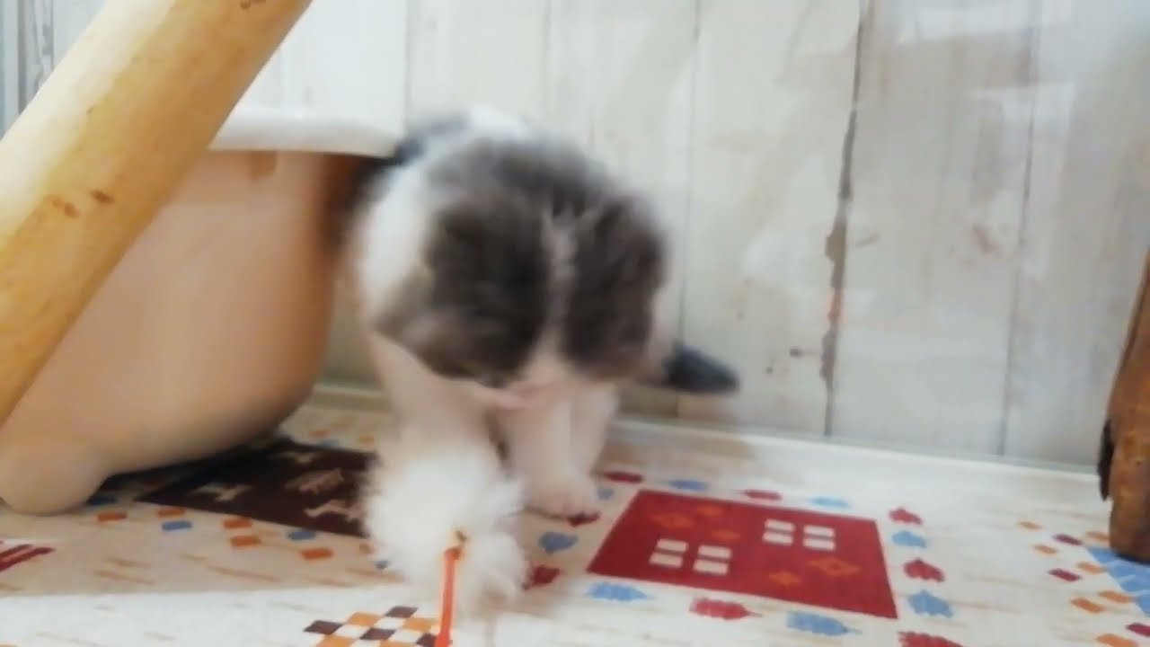 スコティッシュフォールド　男の子　2023/09/30生まれ