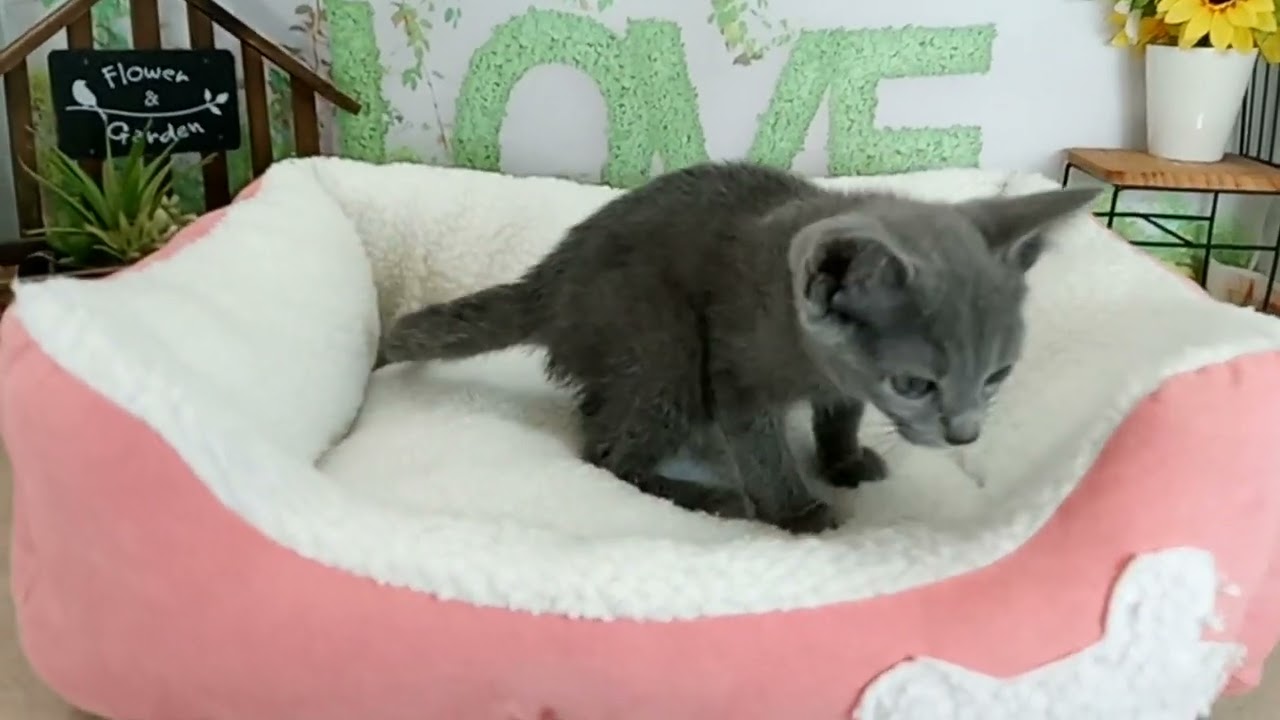 658369 ロシアンブルー