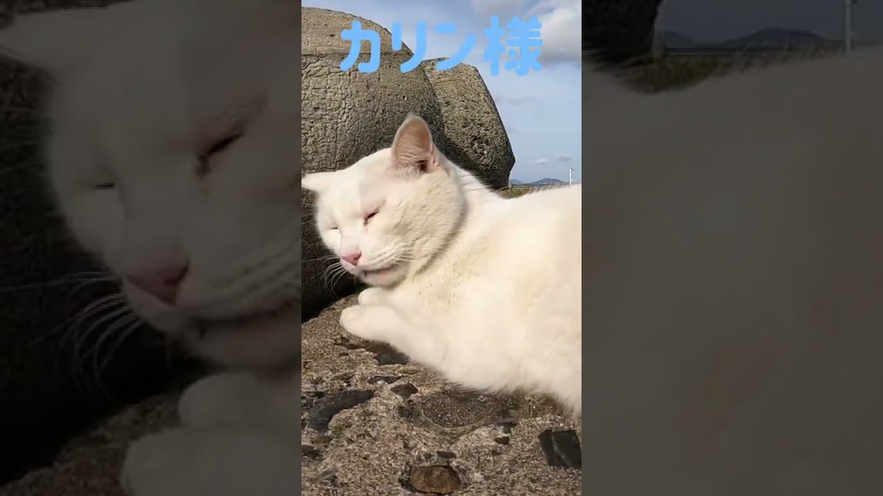 あの凶暴猫のカリン様 唸り声から素晴らしいしっぽブンブン Ferocious cat #shorts