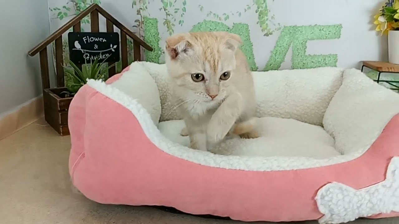 658373 スコティッシュフォールド