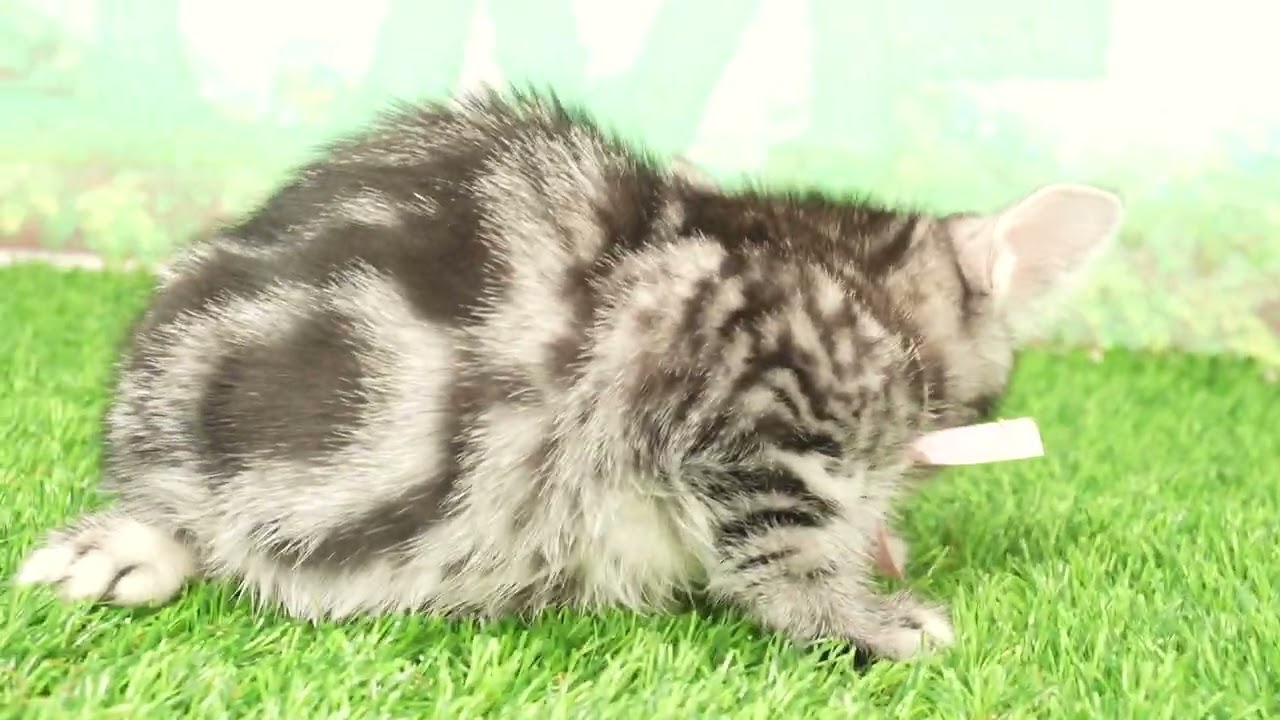 Coo&RIKU　No00659207 アメリカンショートヘアー