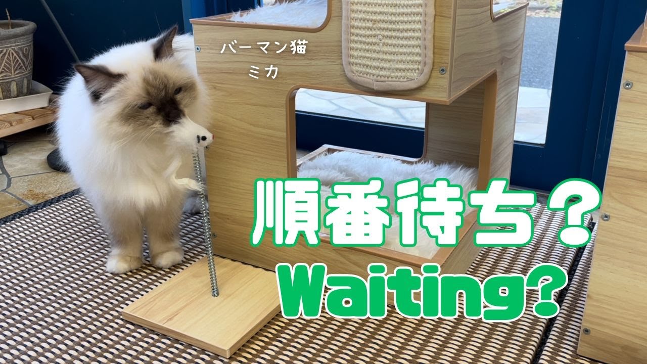 バーマン猫ラフとミカ【順番待ち？】Waiting?（バーマン猫）Birman/Cat
