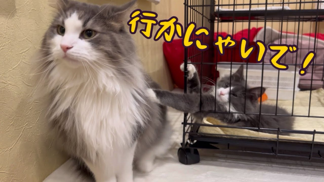 【仔猫】ケージ越し対面で距離が縮まりました❤️仔猫ターキッシュアンゴラと大猫ノルウェージャンフォレストキャット‼︎