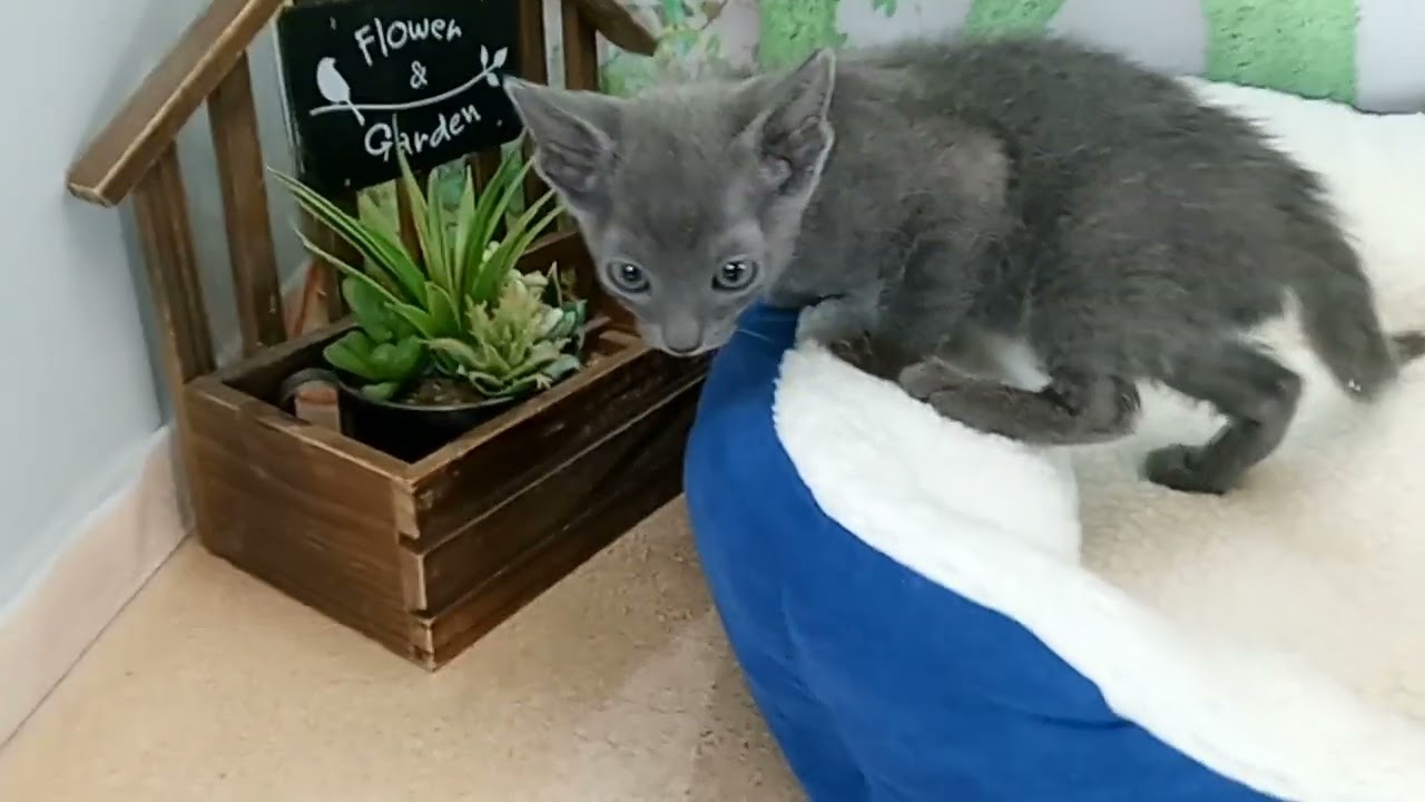 658037 ロシアンブルー